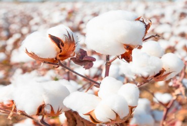 Cotton